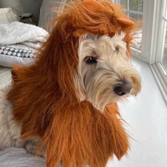 Other - Lions Head Costume